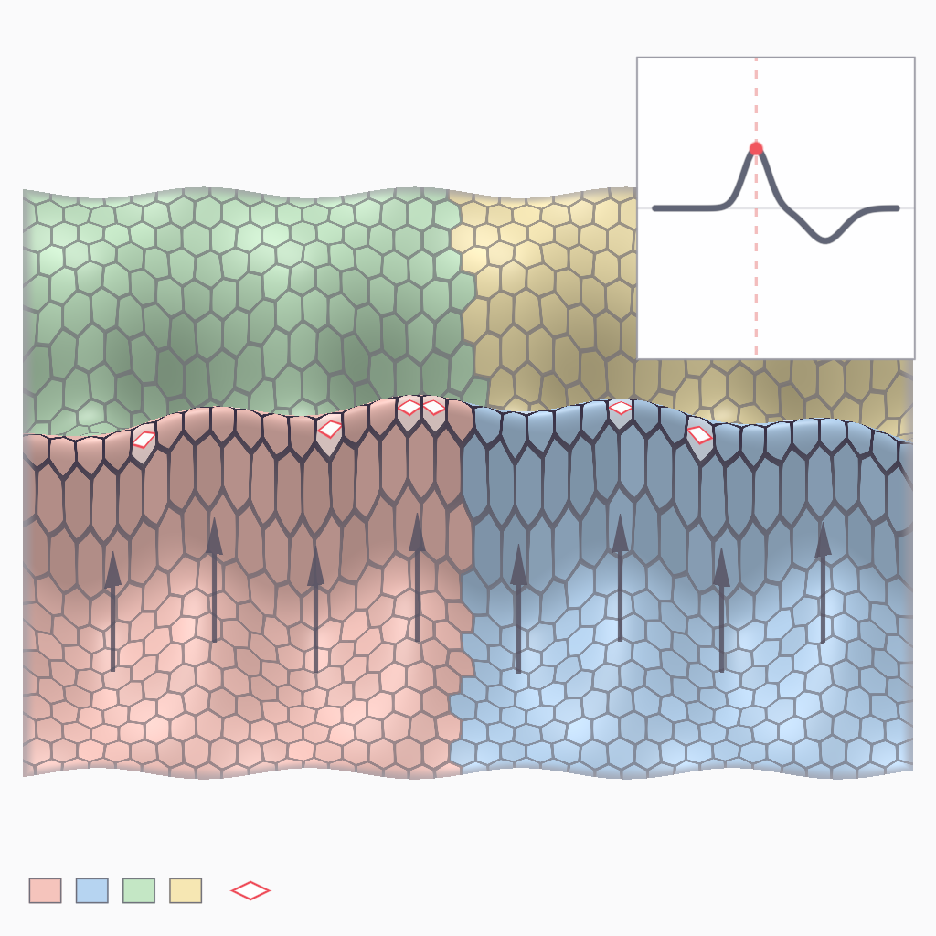 Rendered output for Cellular Potts Tissue Folding