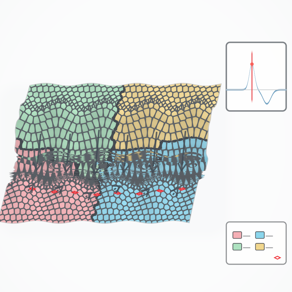 Rendered output for Cellular Potts Tissue Folding